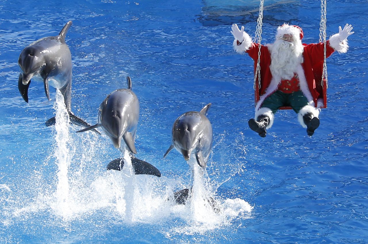 Santa auditions an alternative species to pull his sleigh at the Marineland park in Antibes, France, on Wednesday, December 19.