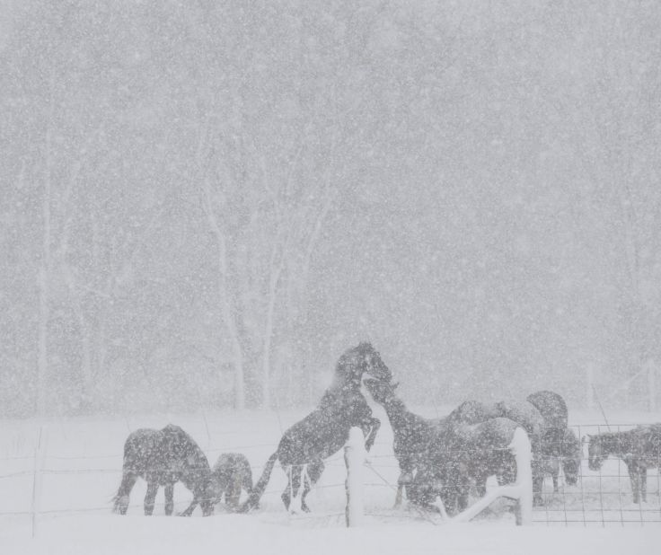 A group of horses play in the snow in Kingston, Wisconsin, on December 20. The State Patrol was warning motorists to stay home as a paralyzing winter storm approached, the first significant snowstorm to hit southern Wisconsin in two winters.