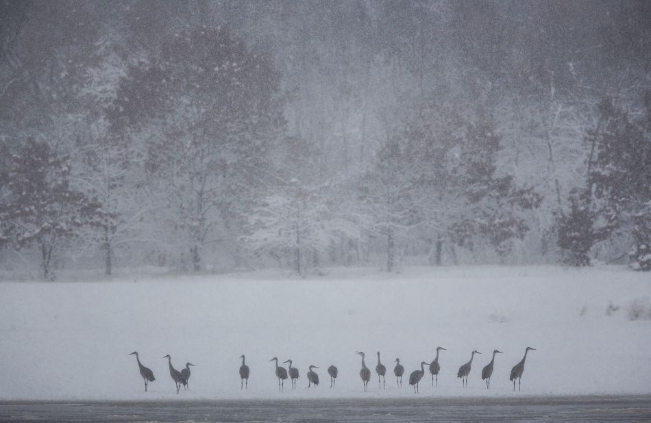 Sandhill cranes ride out the storm on the banks of the Wisconsin River on December 20 on Baraboo.