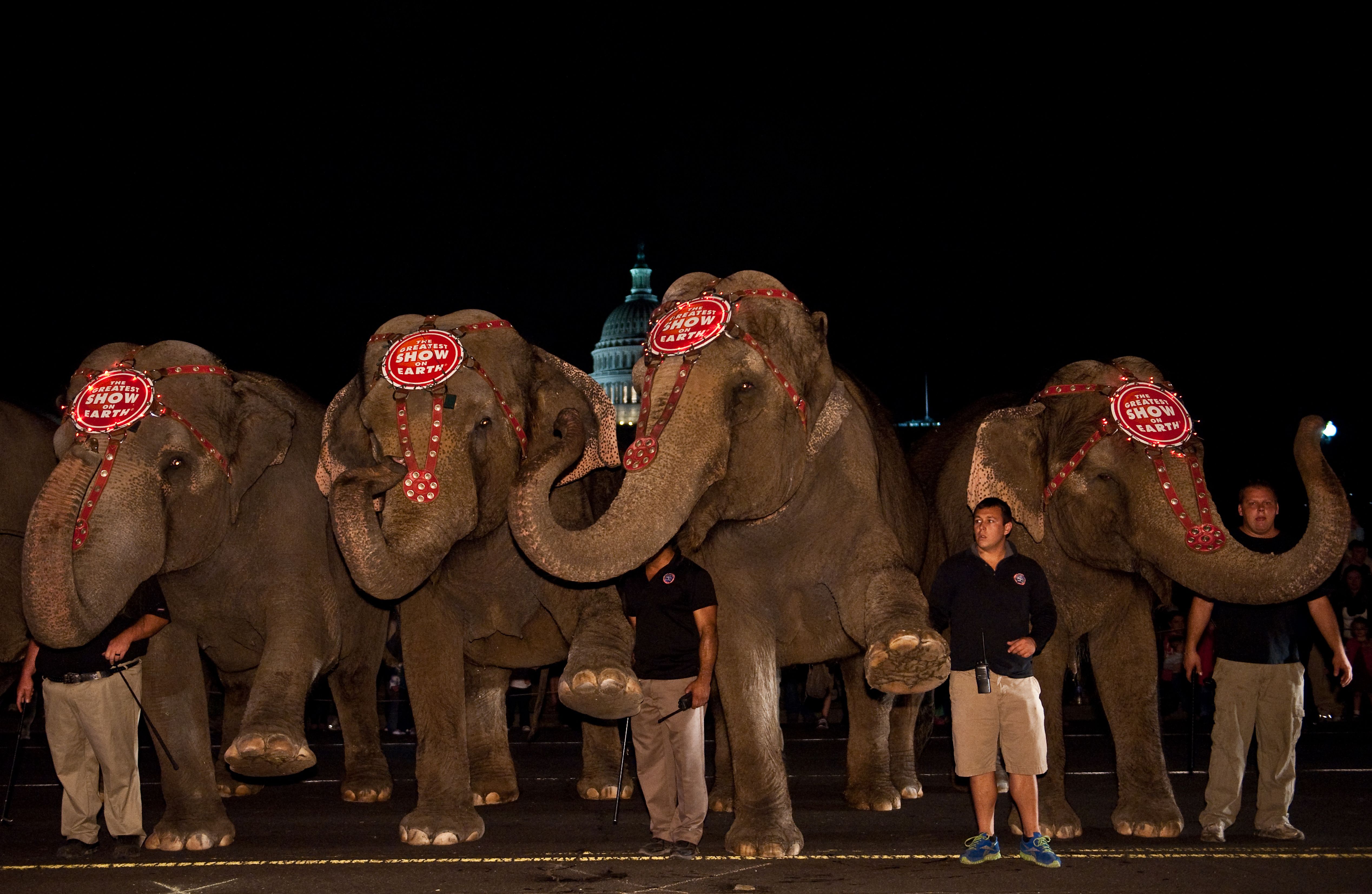Animal rights group pays settlement in circus elephant case | CNN