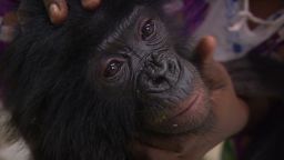 inside africa drc apes bonobos c_00035501