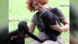 inside africa drc apes bonobos a_00034727