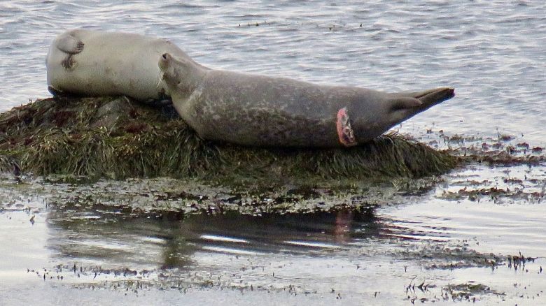 A seal is seen off Plymouth, Massachusetts, in late April with a fresh white shark bite.