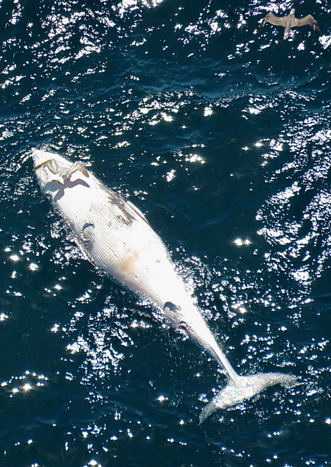 A deceased minke whale was spotted with a white shark bite off Chatham, Massachusetts, on May 21, 2024.