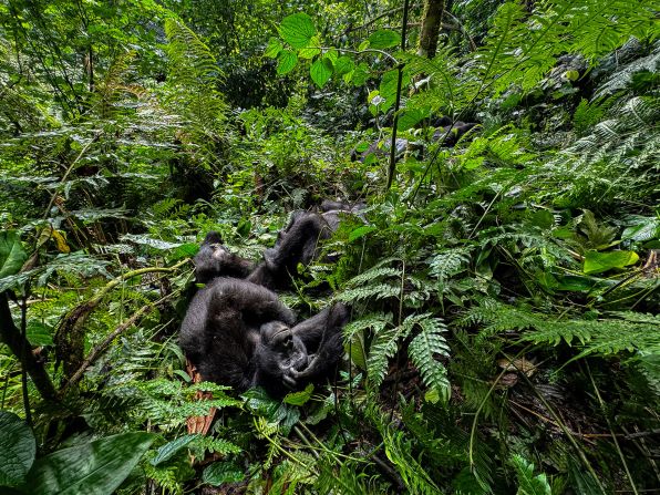 <strong>Rare sight:</strong> Mountain gorillas in the Bwindi Impenetrable forest. Treks to see these endangered animals cost $800.