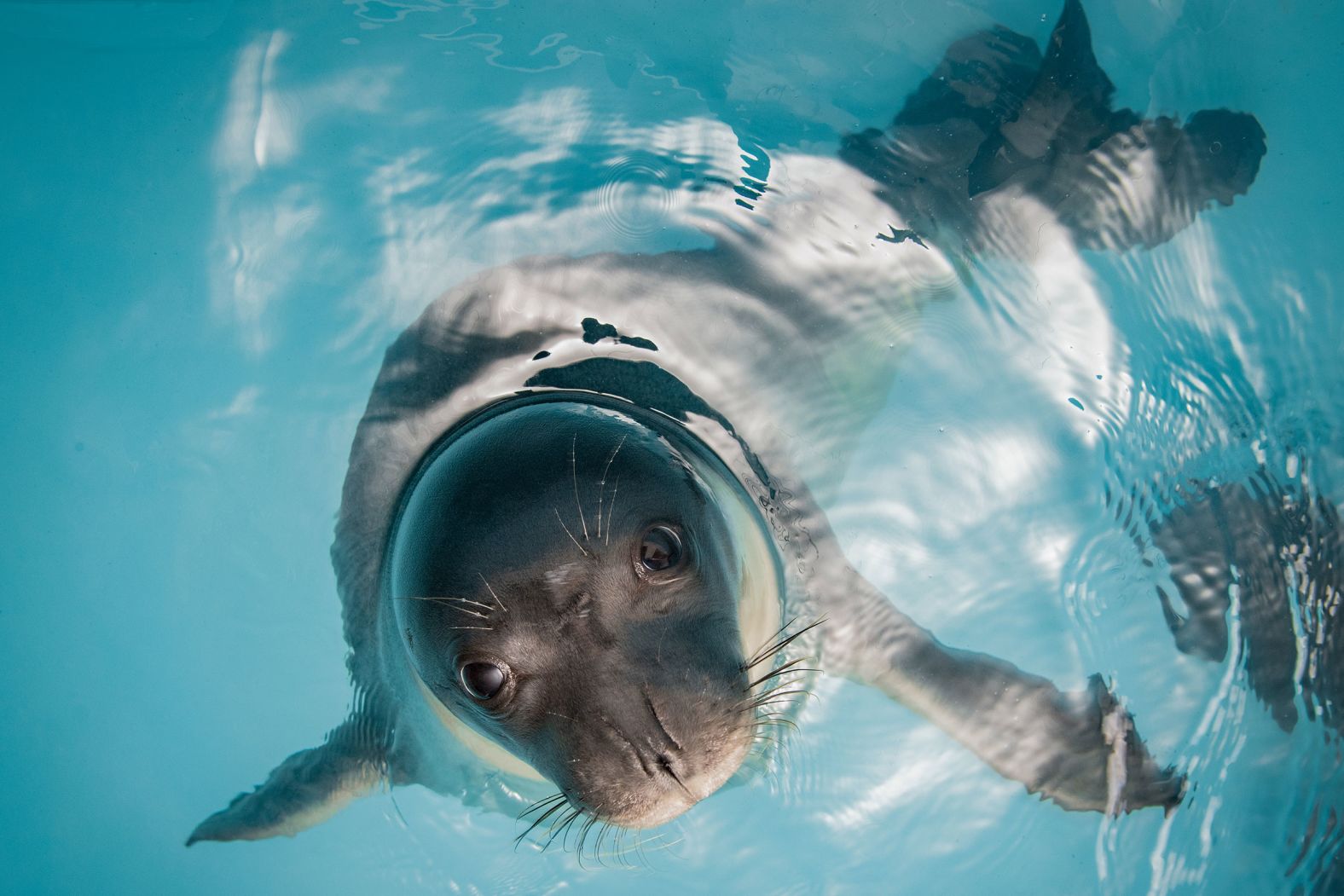 While recent conservation efforts havebrought hope, the species still faces an uncertain future. Isolated and fragmented populations aresusceptible to ongoing threats, such as habitat degradation, pollution, disease, and the escalating impacts of climate change. “We must keep monitoring and taking action,” says Tsiakalos.We are carefully optimistic about the future of the Mediterranean monk seal. That’s the mindset we have. Hopefully, we can restore the species back to its proper place.”