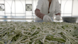 In Thailand, silkworms have been farmed for their silk cocoons for centuries to make luxurious fabrics and clothing. Now, university spin-out EngineLife wants to use silk fibroin, a protein extracted from silk fiber, as a drug carrier for medicines. It's not the first time scientists have turned to insects for inspiration: <strong>look through the gallery to discover more weird and wonderful ways creepy-crawlies have been used to keep us healthy.</strong>