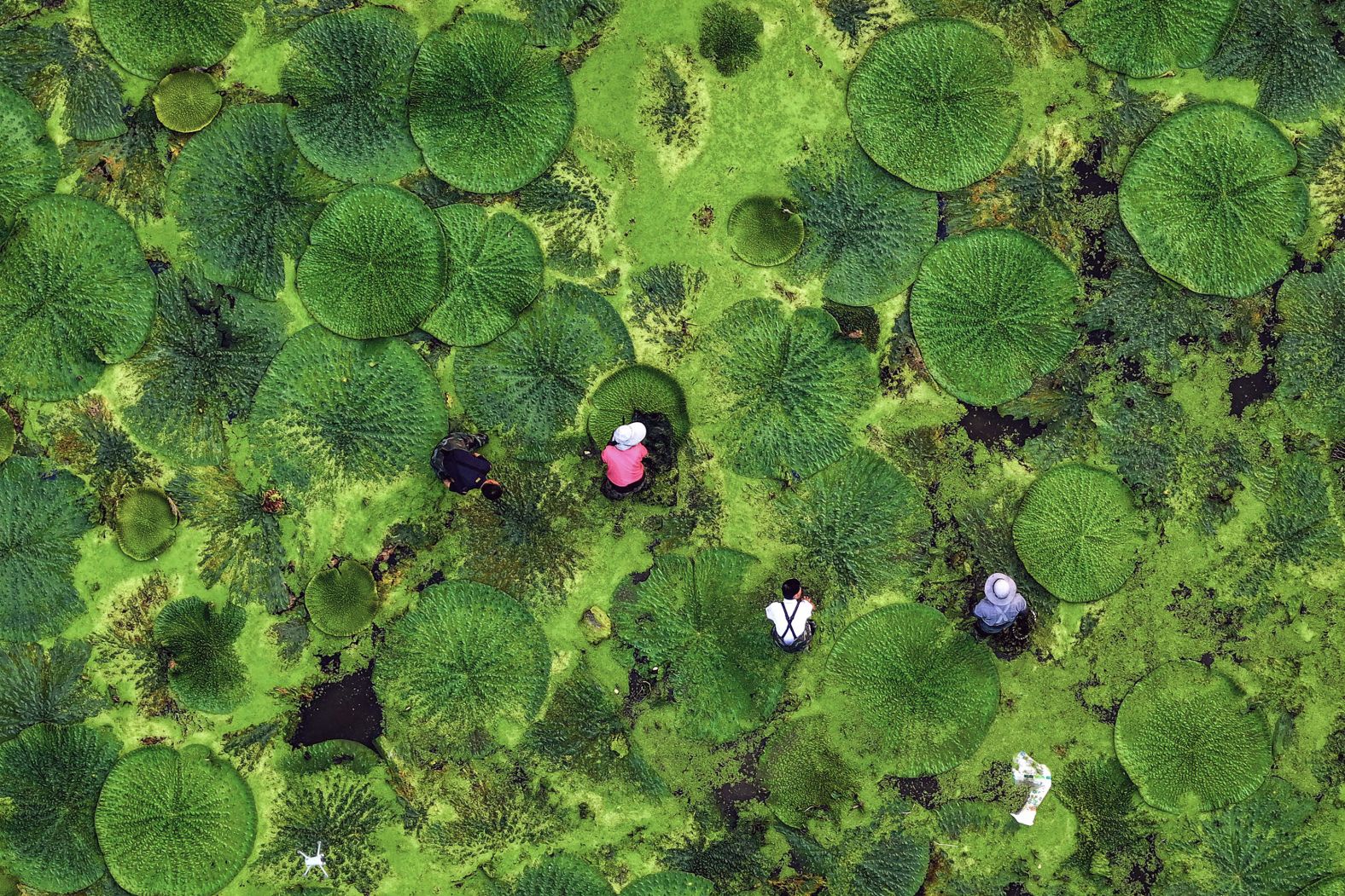 This aerial photo shows farmers harvesting gorgon fruit in a pond in Taizhou, China, on Tuesday, August 6.