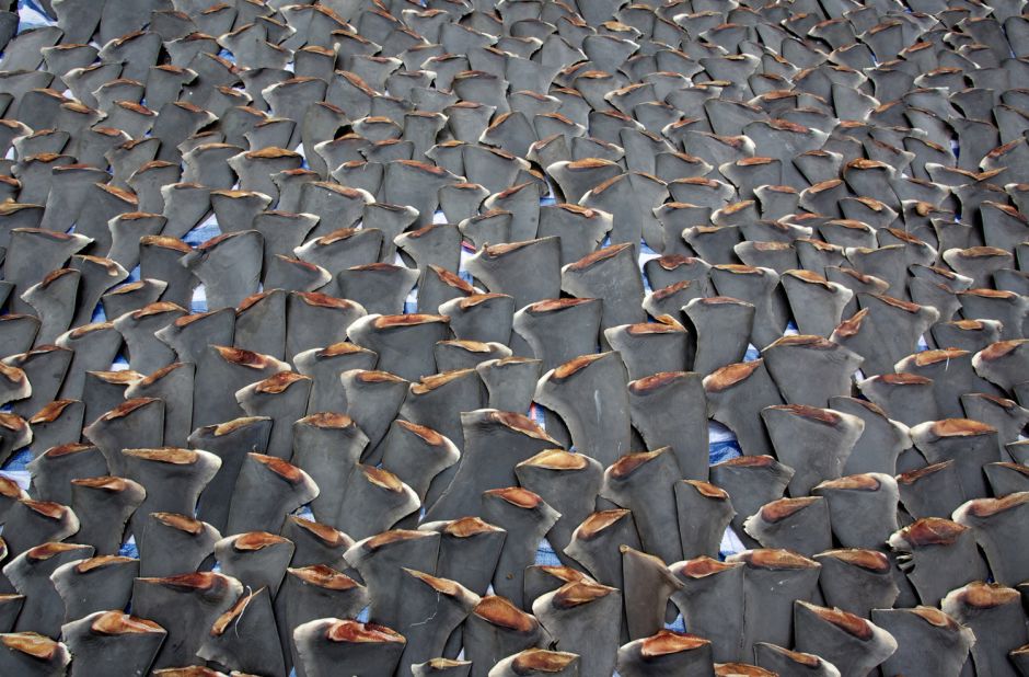 Shark finning is banned in several countries, but the trade is flourishing in Hong Kong, where the fins are used in shark fin soup, a dish considered a prestigious delicacy, and in some types of traditional Chinese medicine. Hong Kong accounts for 50% of the global shark fin trade, according to the<a href="http://www.wwf.org.hk" target="_blank" target="_blank"> WWF</a>.