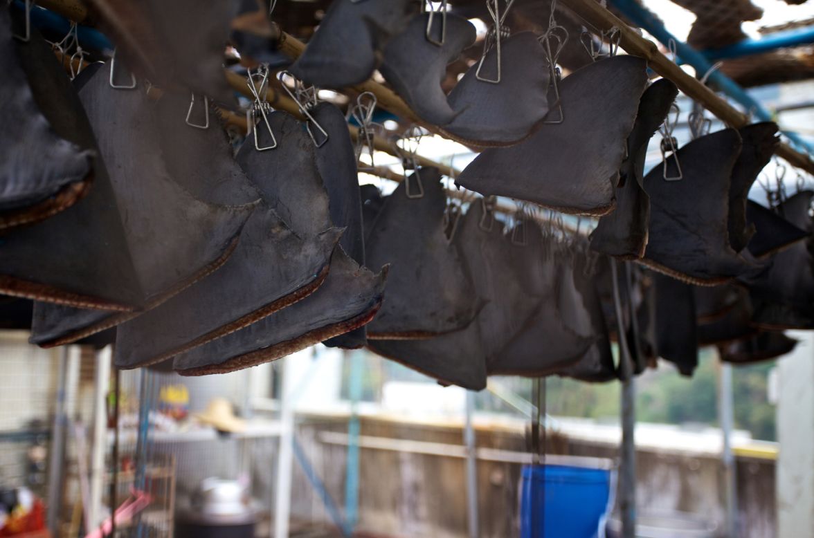 Shark finning thrives on Hong Kong's rooftops | CNN