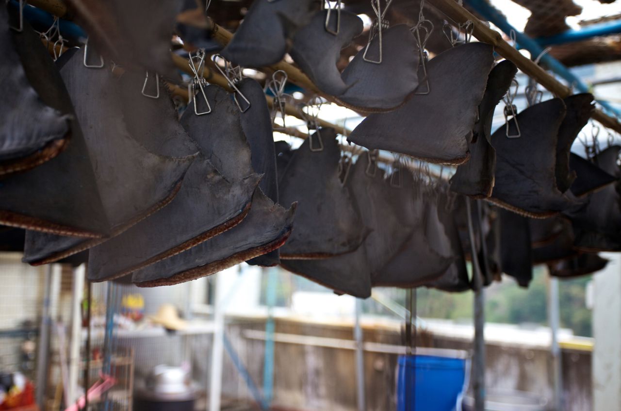"The big issue is that shark fins aren't illegal," Stokes said. According to the WWF, <a href="http://www.wwf.org.hk/en/whatwedo/footprint/seafood/sharkfin_initiative/shark_faq/" target="_blank" target="_blank">181 shark and related species</a> were listed as threatened with extinction in 2010.