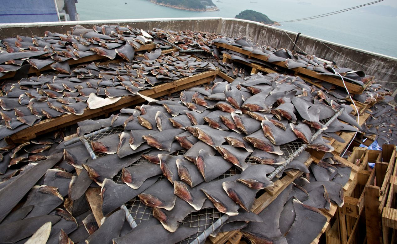 Muchos restaurantes y hoteles de Hong Kong han optado por no servir sopa de aleta de tiburón, y el año pasado un Consejo de Estado chino dijo que están planeando prohibir la sopa que se sirve en los banquetes oficiales en China.