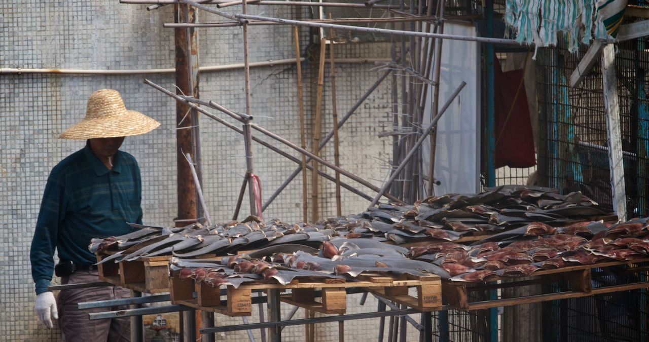 Shark finning is heavily criticized because of the world's dwindling shark populations, and because some fishermen cut off the fins and then throw the rest of the shark back into the water, dead or alive.