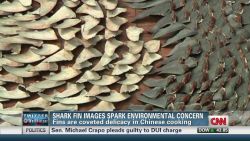 tsr todd shark fin images outcry_00002830