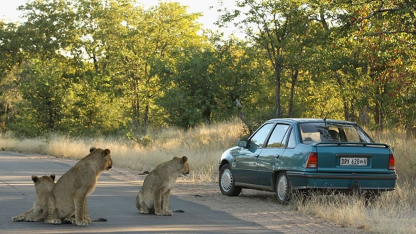 El parque nacional Kruger es el lugar ideal para disfrutar un safari.