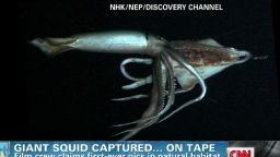 exp early ellis giant squid_00025030