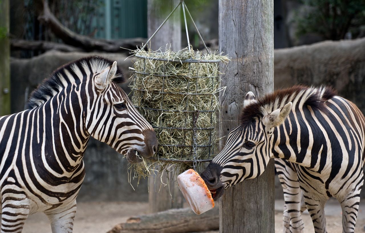 A pair of Zebras attempts to eat an iced carrot block at Taronga Zoo.