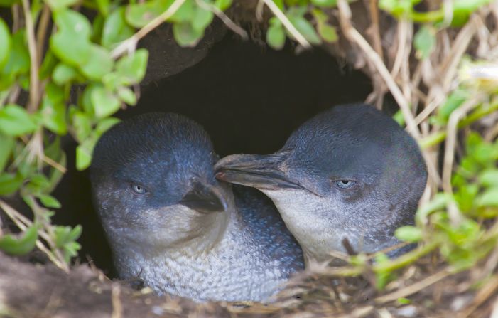 Little penguins weigh less than three pounds.