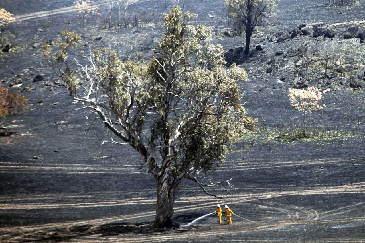 Firefighters continue to hose around a tree that survived a fire in Oura in New South Wales on Tuesday.