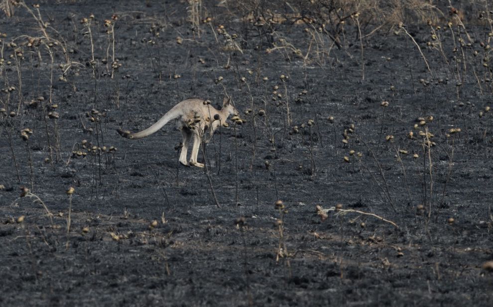 A kangaroo hops through a field burned by recent fires in Sunbury north of Melbourne on January 8.