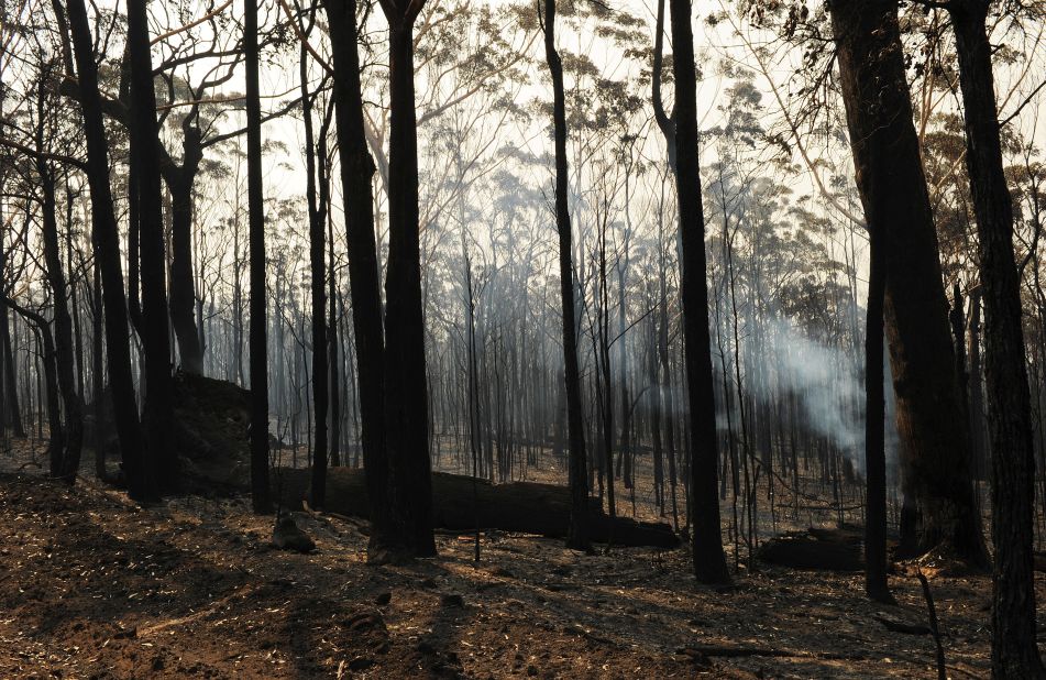 Trees smolder near Nowra on January 9.