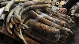 Seized ivory tusks are displayed during a Hong Kong Customs press conference on January 4, 2013.