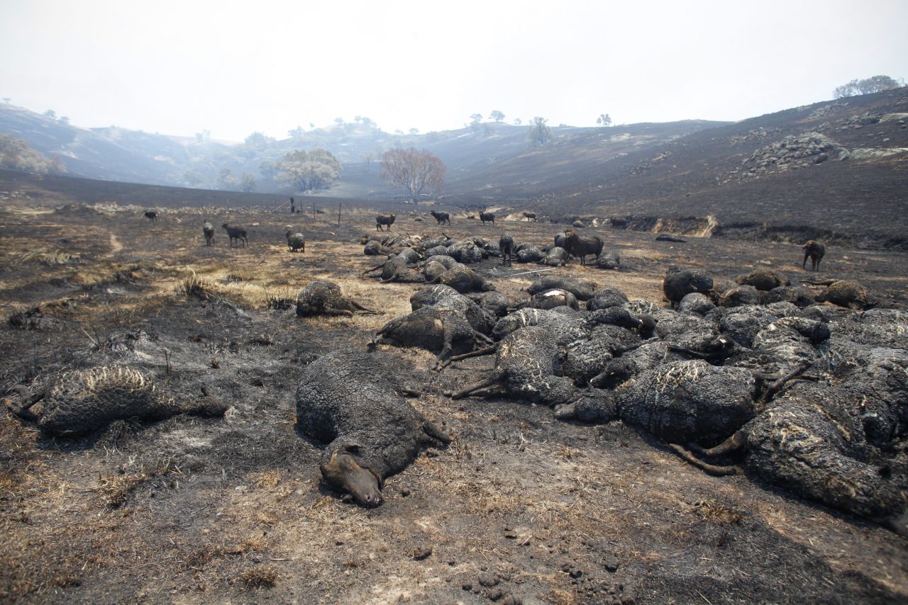 Burned sheep lie in a paddock near Bookham in New South Wales on Wednesday. An estimated 10,000 sheep have died in the New South Wales bushfires. 