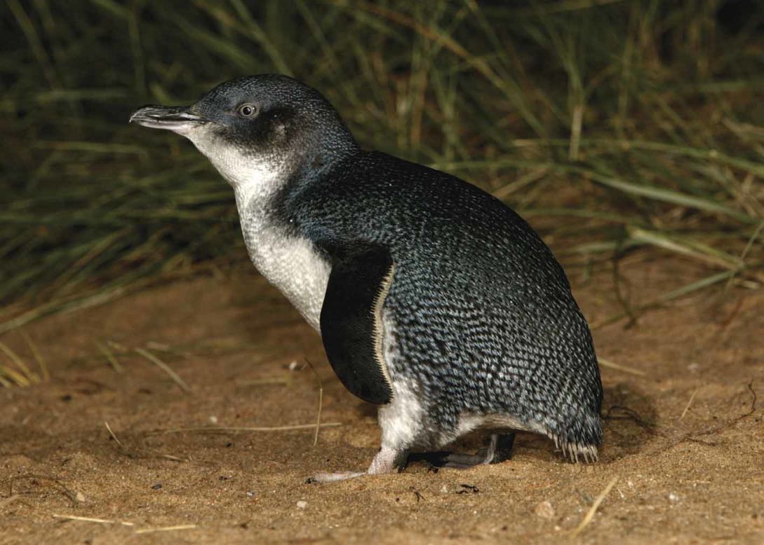 The smallest penguin species, known as little penguins or fairy penguins, lives only in Australia and New Zealand. This little guy was photographed in Australia's Phillip Island Nature Park.
