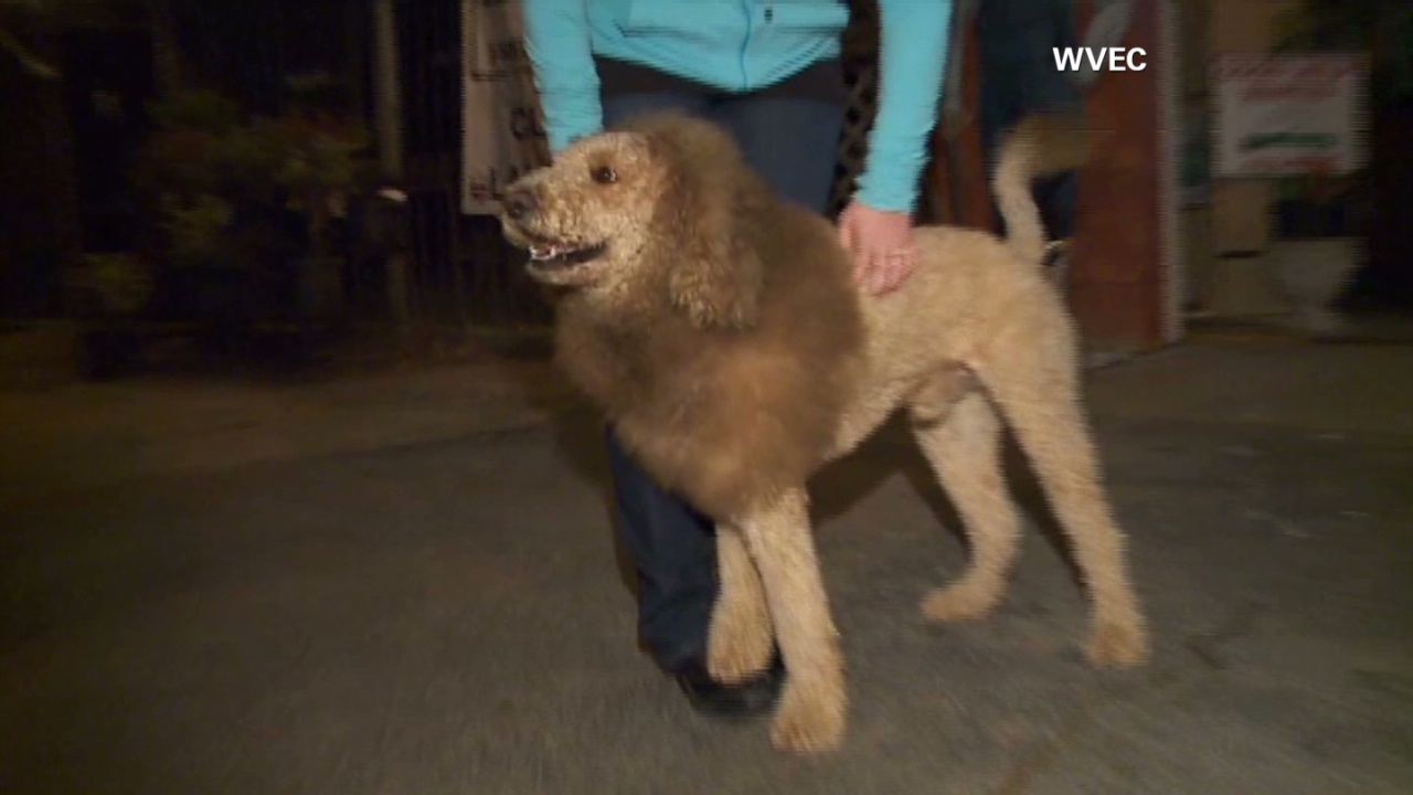 Lion Cut On A Dog Panicked onlookers dial 911 after mistaking dog for 'baby lion' | CNN