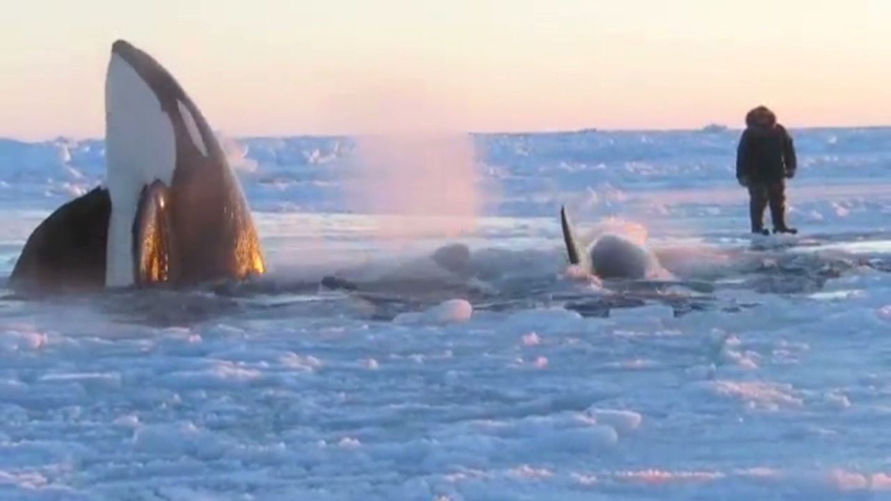 Killer Whales Terrorize French Fishermen Could This Happen In The Uk - vgsbgtj
