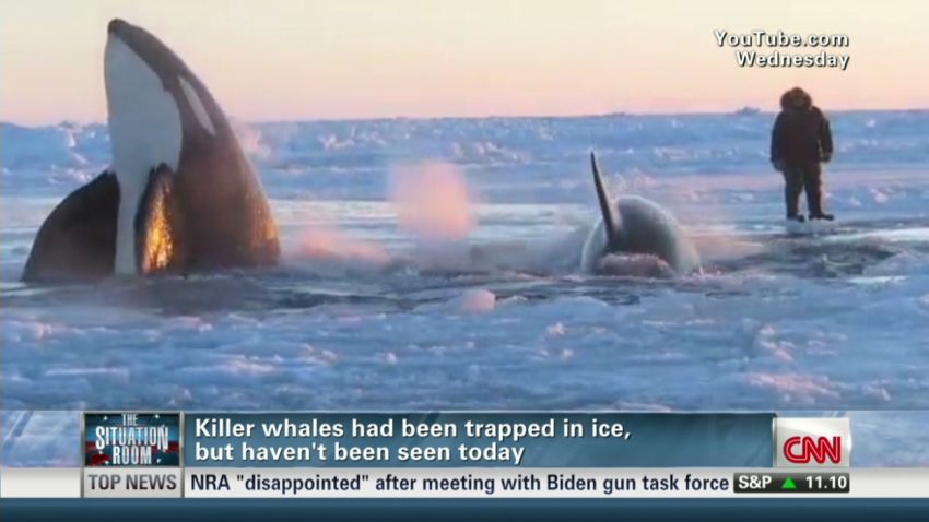 Killer Whales Terrorize French Fishermen Could This Happen In The Uk - 6qzhxyu