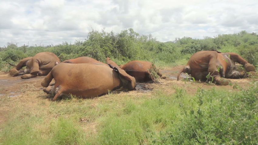world pkg elbagir elephant poaching_00025407.jpg