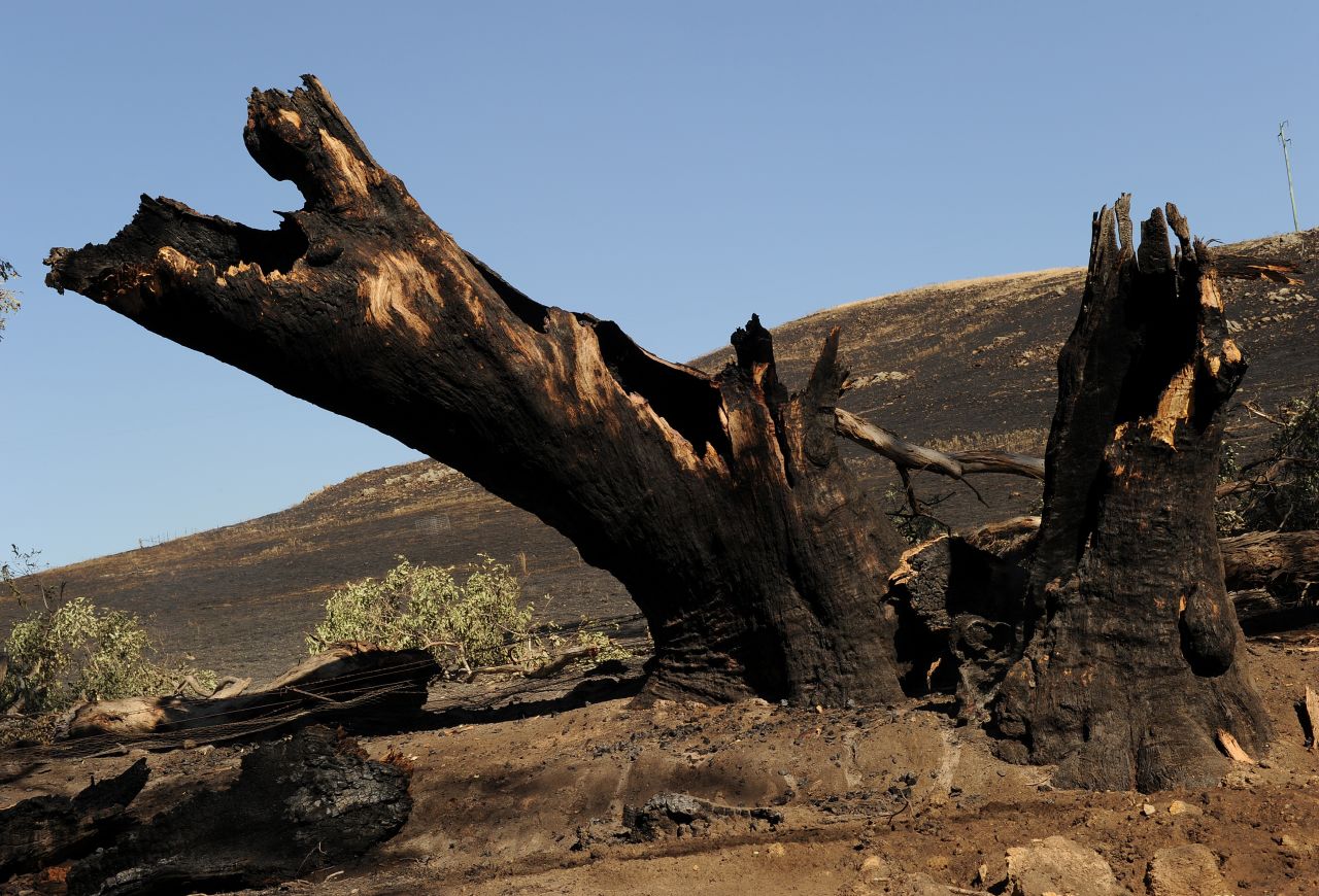Fire leaves a tree and paddock blackened near Bookham on Thursday, January 10.