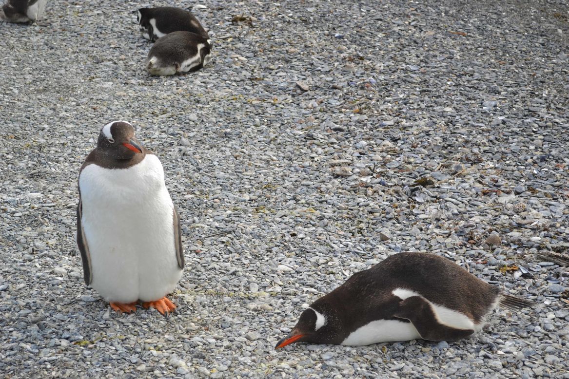 Gentoo penguins, seen here in Argentina, have orange beaks.