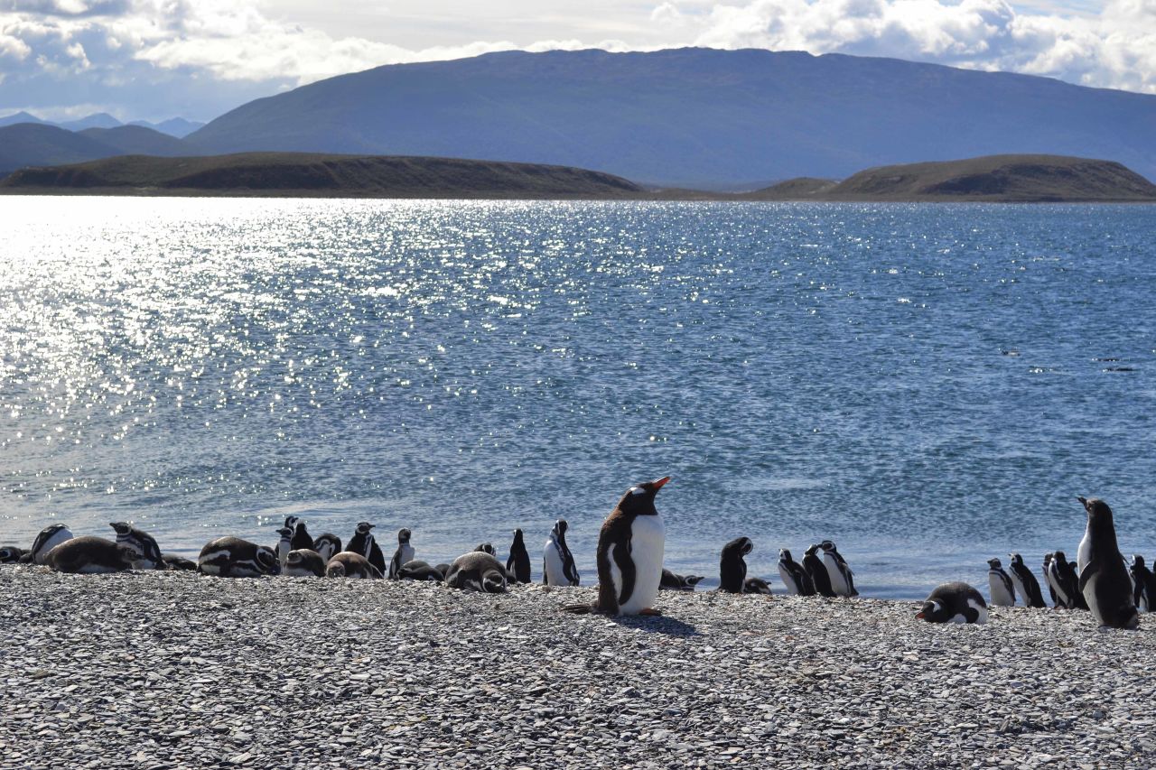 Gentoo and Magellanic penguins mingle in Tierra del Fuego, Argentina. 