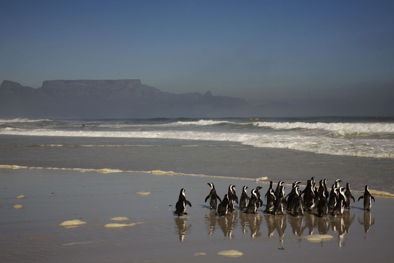 Penguins walk toward the ocean on Blouberg Beach outside of Cape Town.