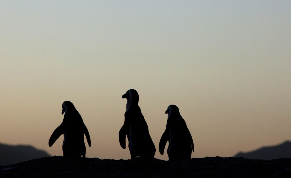 African penguins walk along the rocks at sunset in Table Mountain National Park near Cape Town, South Africa.