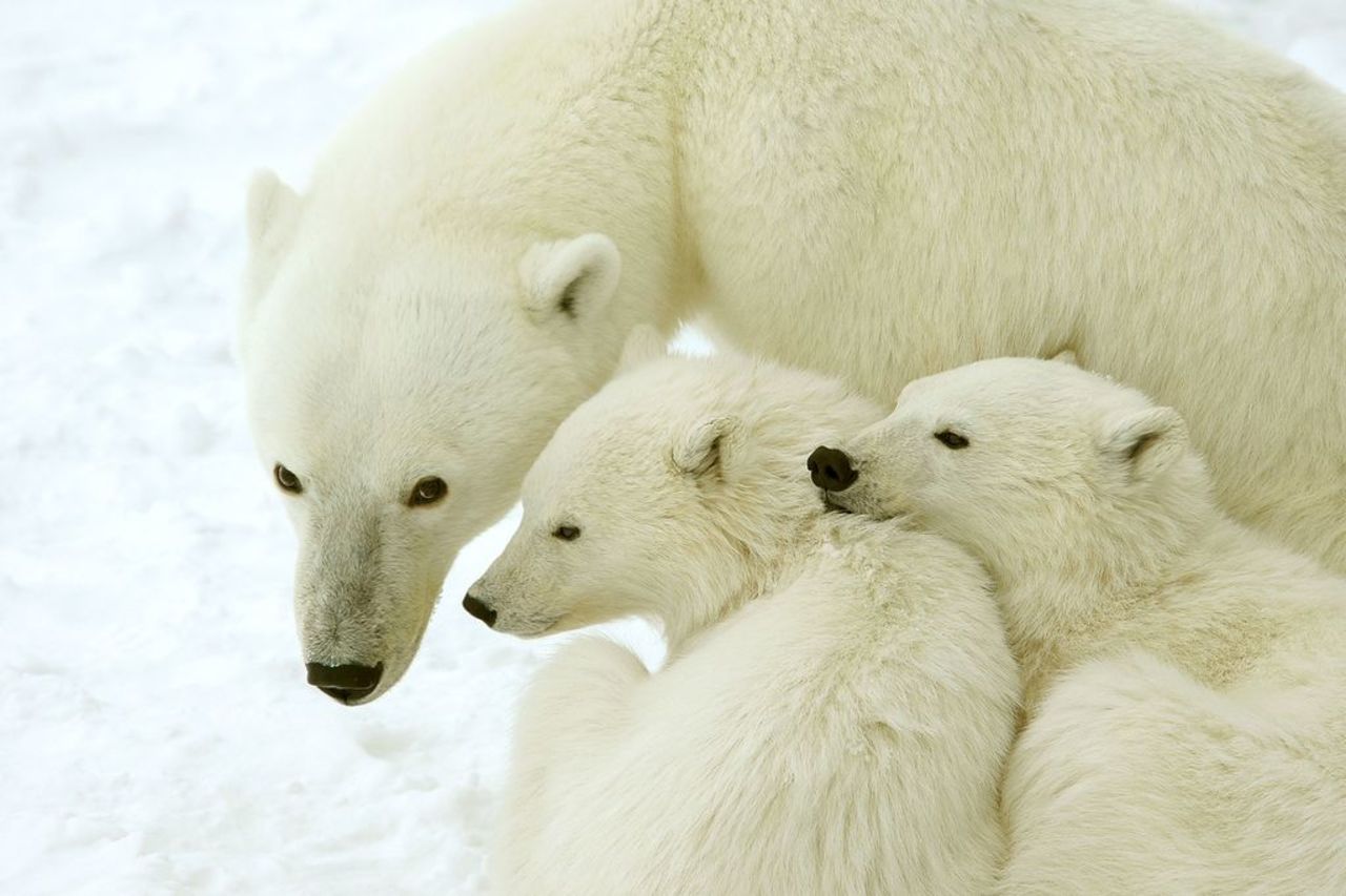 The best polar bear watching is in October and November as the Hudson Bay begins to freeze. 