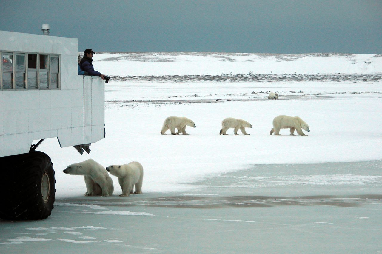 Want to see polar bears in the wild? Fresh Tracks Canada will take you to see them in Churchill, on the Hudson Bay in Manitoba.