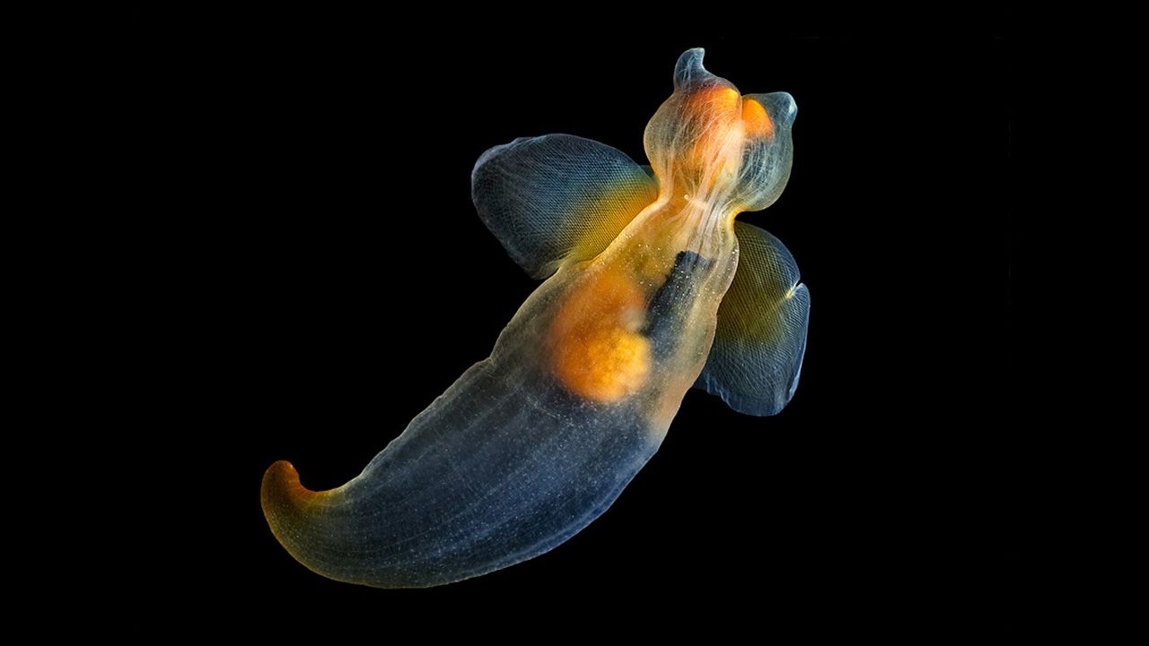 Clione Limacina, or Sea Angel, is an excellent swimmer and dangerous predator, feeding exclusively on another pteropod mollusk , the Sea Butterfly. It is found for only a few weeks in the White Sea before disappearing for the remainder of the year.