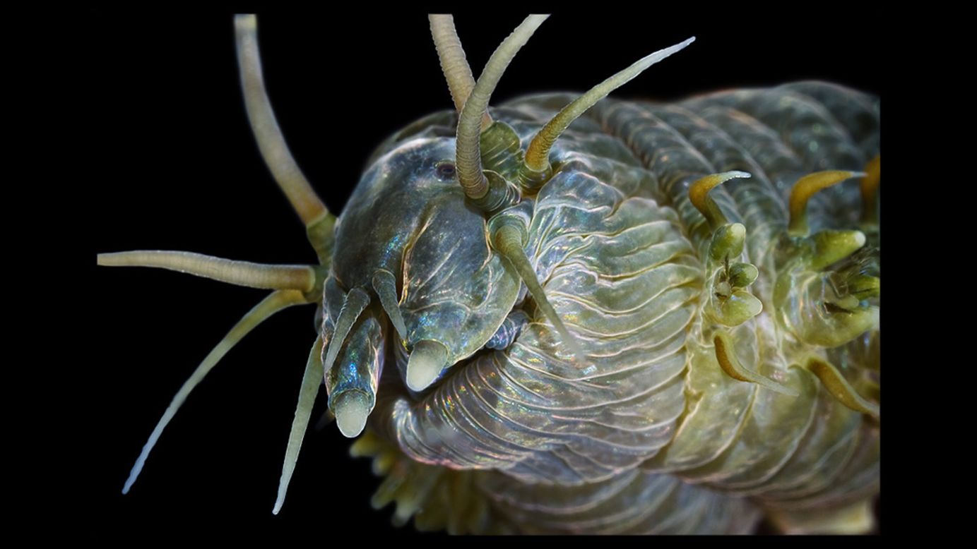 This image of a Alitta Virens' head displays its four eyes, antennae and sensory papillae. However, unseen are two sharp jaws that take up one-third of the 15 in. body length.