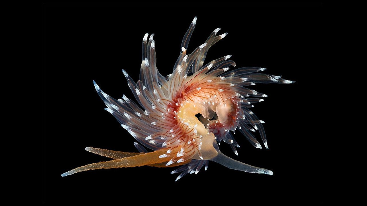 The Coryphella Polaris is one of the most rare and most beautiful specimens found in the White Sea.