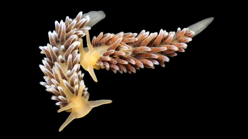 Precuthona are a very small nudibranch variety (less than two in. in length) and live in the shallow waters of the tidal zone to 100 ft deep. <a href="index.php?page=&url=http%3A%2F%2Fscience.time.com%2F2013%2F01%2F15%2Fdenizens-of-the-deep-alexander-semenovs-pictures-of-undersea-creatures%2F" target="_blank" target="_blank">See the complete gallery on TIME.com.</a>