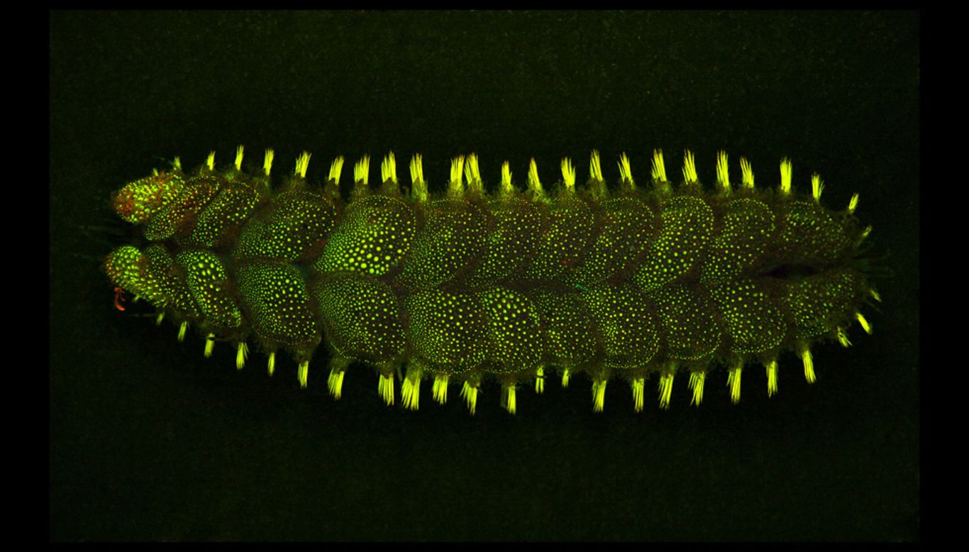 The Lepidonotus Squamatus has the ability to glow.