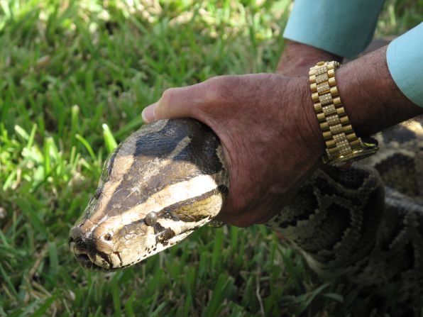 A 13-foot Burmese python pulled from a family's pool near the Everglades is shown off to a crowd of reporters and onlookers. Last August, the largest recorded Burmese python was captured and killed. It was more than 17 feet long and was filled with nearly 90 eggs. Sixty-eight of the snakes were culled during the 2013 Python Challenge, which ended February 10.