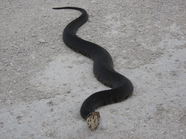 As of Wednesday, 11 Burmese pythons had been captured and killed by hunters in the 2013 Python Challenge. While the group I followed didn't see one, we did stumble across a 3-foot long water moccasin, one of several other dangerous species native to the Everglades.
