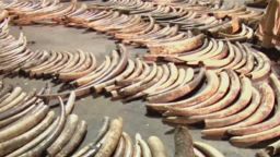 pkg walker china illegal ivory trade_00000806.jpg