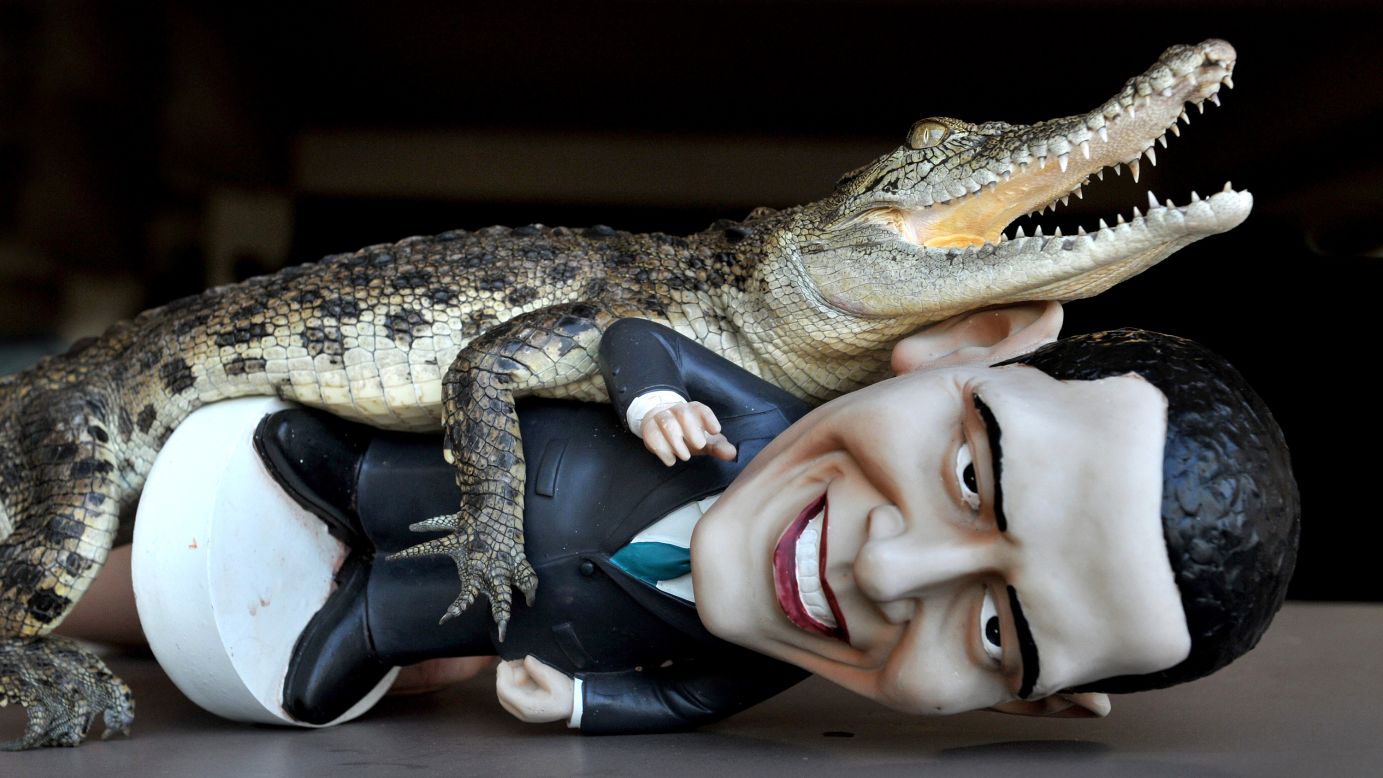 AUSTRALIA: "Charlie," a baby saltwater Crocodile, grabs a figurine of Obama at Crocodylus Park on October 18, 2011, in Darwin, Northern Territory.