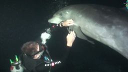 pkg divers rescue entangled dolphin_00012005.jpg