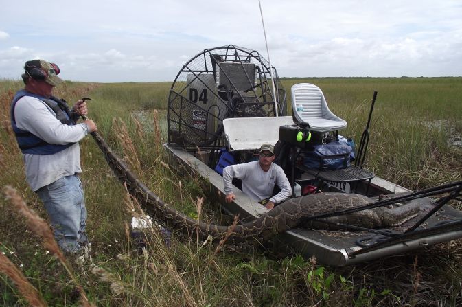 The 15.6-foot female Burmese Python was found by contractors for the state in a water conservation area just north of the Everglades National Park on Florida state land in October. The snake was brought to the National Parks Service for a necropsy. Researchers discovered a deer weighing more than 70 pounds inside it.